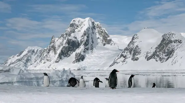 Funny Gentoo Penguins in Antarctica. Cute animals at snow and ice landscape. Environment scenery of birds family at wild nature. Amazing iceberg mountain at Antarctic continent