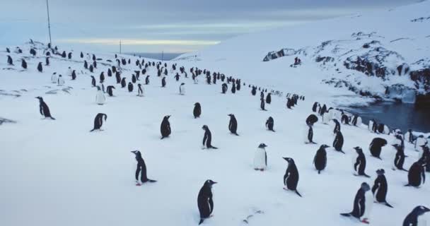 Πιγκουίνοι Gentoo Στέκονται Στο Λόφο Πάγου Στην Ανταρκτική Αποικία Πουλιών — Αρχείο Βίντεο