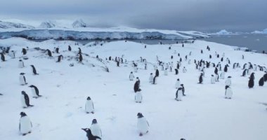 Karlı bir tepenin üzerinde duran büyük penguen kolonisinin üzerinden uç. Antarktika 'daki vahşi yaşamı araştırın. Güney Kutbu 'nun el değmemiş vahşi doğası. Kış sahnesi, gündüz vakti. Düşük açı İHA uçuşunu kapat