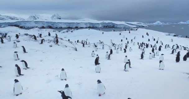 Vlieg Grote Verzamelende Pinguïns Kolonie Staand Een Besneeuwd Heuvellandschap Verken — Stockvideo