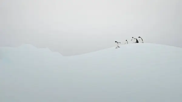 Funny penguins slides at iceberg in Antarctica. Cute animals on snow and ice floe in ocean. Glacier-covered mountains in cold polar winters. Environment of uninhabited wildlife nature landscape