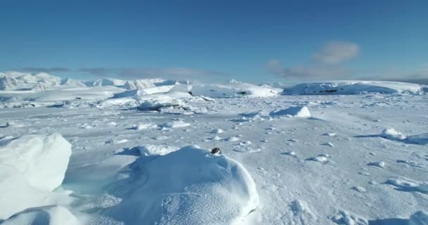Забавный Пингвин Прыгать Льда Бежать Пытаясь Убежать Заснеженном Склоне Антарктида — стоковое видео