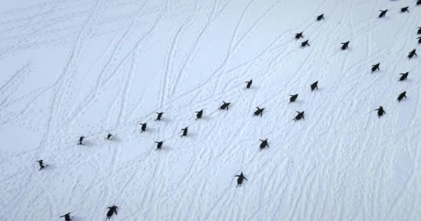 Eine Große Gruppe Gentoo Pinguine Wandert Durch Verschneite Landschaft Erkunden — Stockvideo