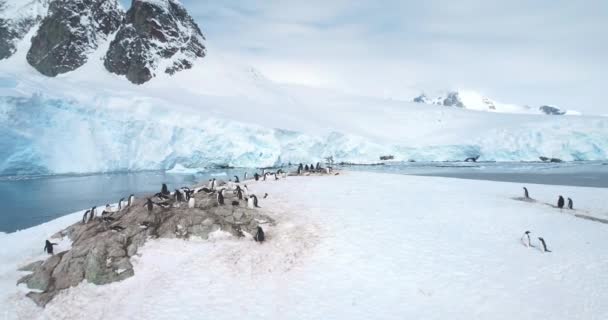 一群企鹅站在南极山顶上 海鸟蜷缩在覆盖着白雪的石头上 探索南极洲的野生动物 全球变暖 气候变化 空中无人驾驶飞机全景 — 图库视频影像