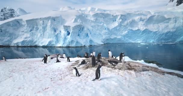 Ανταρκτική Άγρια Φύση Τοπίο Αποικία Πιγκουίνων Gentoo Φωλιάζει Χιονισμένο Βράχο — Αρχείο Βίντεο