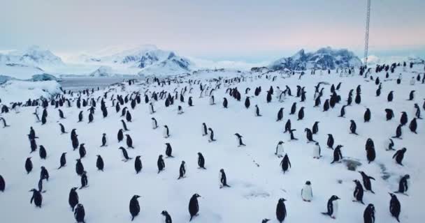 Milhares Pinguins Sobre Neve Antártida Colônia Pássaros Marinhos Descansa Aninhada — Vídeo de Stock