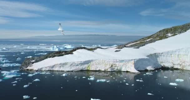 晴れた日の南極の風景の上を飛ぶシーガル 凍った極海に浮かぶ氷山の氷河 背景にある青空 南極旅行 野生生物を探検する アリアルショット — ストック動画
