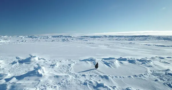 Cute funny penguin running Antarctica frozen landscape. Winter arctic wildlife animal behavior, drone flight footage. Polar frozen snow cover ocean, sunny day scene, blue sky. Explore wild nature