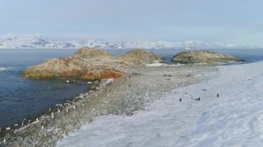 Gentoo penguen grup kar sahil anteni üzerinde duruyor. Antarktika yaban hayatı doğa manzara manzara. Okyanus kıyısında dron en iyi görüntüleri üzerinde duran kutup komik kuş hayvan vahşi koloni vurdu içinde 4 k Uhd