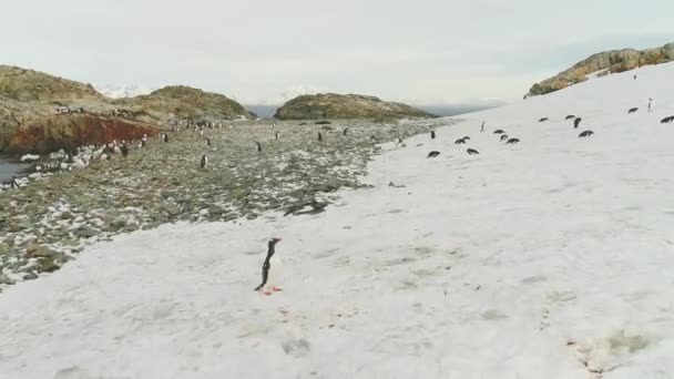 Gentoo Penguin Penguin Chasse Oiseau Skua Sud Polaire Skua Amusant — Video