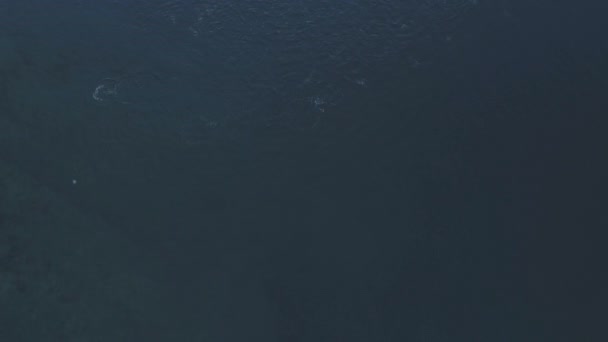 Aerial Top View Ομάδα Αστεία Πιγκουίνοι Κολυμπήστε Στον Ωκεανό Clear — Αρχείο Βίντεο