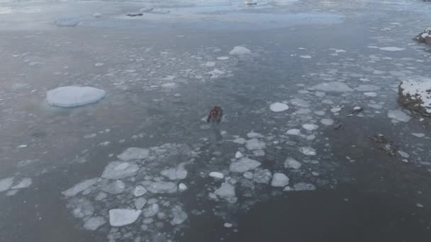 黄道带游船在韦尔纳德斯基站鸟图 远征橡胶运输发现南极洲半岛海水带来冰 南极海岸海景无人机顶部视频拍摄 Uhd — 图库视频影像