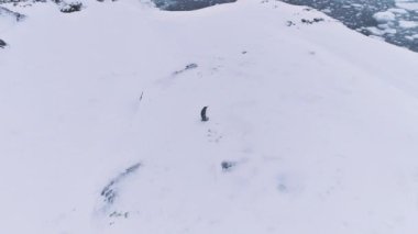 Yalnız kral penguen dalga kanat Antarktika havadan görünümü. Antarktika kutup yaban hayatı Habitat sonsuz Frost aşırı vahşi doğa kar manzara. Robot en iyi genel bakış görüntüleri 4 k Uhd vurdu