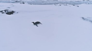 Yalnız kral penguen Antarktika kar yüzey manzara. Antarktika kutup hayvan Habitat sonsuz Frost aşırı vahşi doğa. Anten yan görünümü görüntüleri vurdu içinde 4 k Uhd