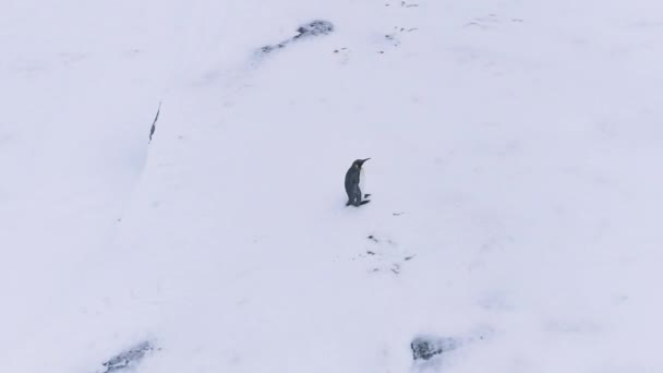 Ensam Kung Pingvin Wave Wing Antarktis Flygfoto Antarktis Polar Wildlife — Stockvideo