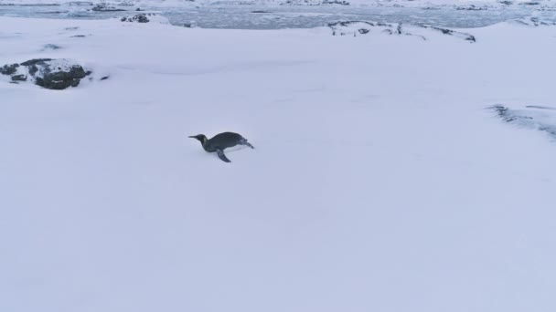 孤独な王ペンギン南極表面雪景色 南極北極の動物生息地永遠霜極端な野生の自然 空中側表示映像は Uhd で撮影 — ストック動画