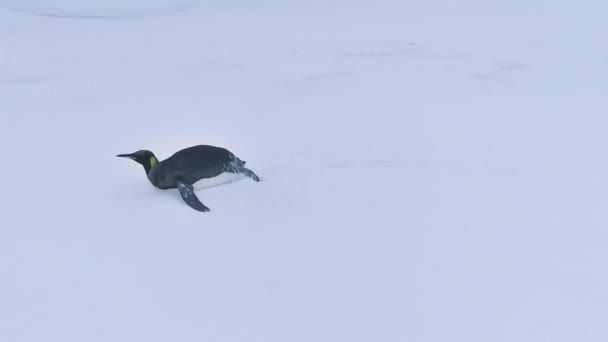 南极雪地景观中的企鹅 南极极地动物栖息地永恒的霜冻极端的野性 Uhd中的空中侧视影像镜头 — 图库视频影像