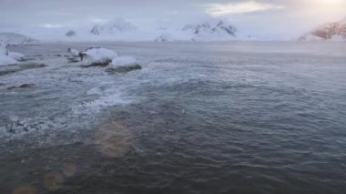 Hava uçuş yüzme penguenler Antarktika batımında üzerinde. Gentoo penguenleri kolonisi Kutup okyanus suda dron vurdu. Kar kaplı dağlar arka plan. Buz soğuk ortam. 4 k görüntüleri.