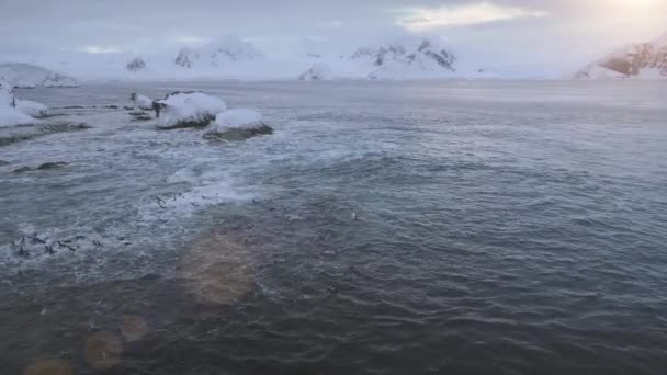 Aerial Flygning Över Simning Pingviner Antarktis Solnedgången Drone Skott Gentoo — Stockvideo