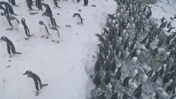 Vista Arriba Hacia Abajo Vuelo Aéreo Sobre Pingüinos Costa Hielo — Vídeos de Stock