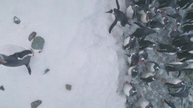 Hava uçuş penguenler Antarktika buz kıyısında üzerinde. Yukarıdan aşağıya genel bakış Kutup okyanus kıyısındaki uzaklaştır. Vahşi hayvanların yaşam etkinlik. Kar, buz kaplı arazi Antarktika kıtası. 4 k görüntüleri.