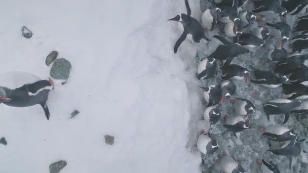 Voo Aéreo Sobre Pinguins Costa Gelo Antártida Zoom Cima Para — Vídeo de Stock
