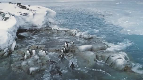 Antarktis Gentoo Penguin Group Iland Flygfoto Halvön Shallow Polar Bird — Stockvideo