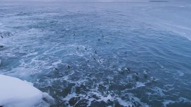 Die Antarktische Gentoo Penguin Group Geht Flach Land Die Polarvogelkolonie — Stockvideo
