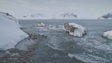 Arctic Gentoo pengueni grup yürüyüş Shore havadan görünümü. Antarktika Yarımadası soğuk buzul su, kutup kuş kolonisi. Antarktika yaban hayatı deniz manzarası üst dron görüntüleri vurdu içinde 4 k Uhd