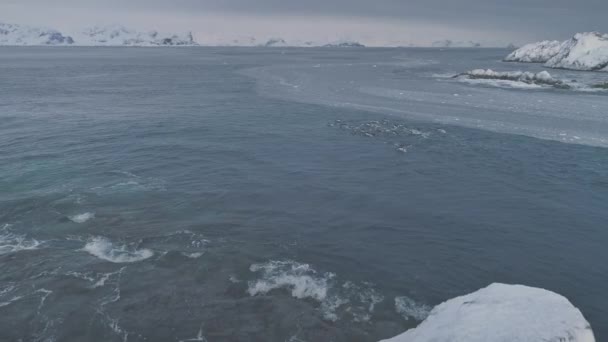 Aerial Flight Swimming Penguins Antarctica Drone Shot Polar Ocean Water — Stock Video