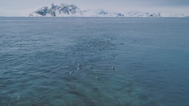 Повітряні Політ Над Плавальний Пінгвінів Антарктида Drone Постріл Полярних Океан — стокове відео