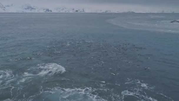 スイミング ペンギンに空中飛行 南極のドローンは 北極海の水のショット 雪を覆った山背景 野生動物の行動 海洋野生動物 — ストック動画