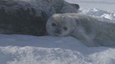 Antarktika yavru yetişkin Weddell fokların namlu çıkış kapat. Yavru ve Anne vahşi Arctic hayvan soğuk kar Antarktika manzara modunda oynamak. Kutup yaban hayatı üst davranış yakın çekim statik çekim görüntüleri 4k Uhd
