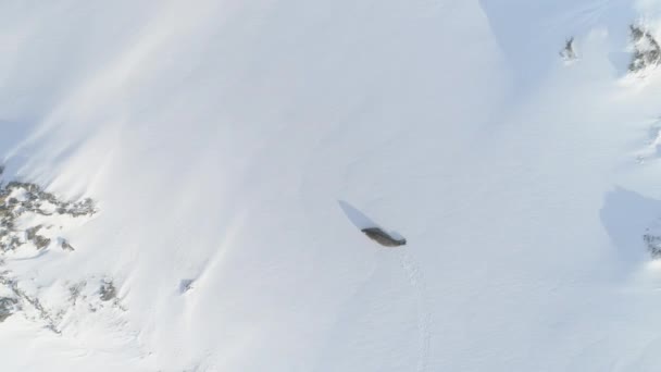 Bovenaanzicht Van Antarctic Weddell Seal Luchtlandschapsaanzicht North Antarctic Mammal Run — Stockvideo