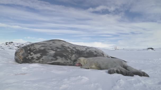 在南极洲雪覆盖的土地上封印家庭成人和婴儿 冬季景观 韦德尔密封小狗与家长谎言和休息在极地表面 Vernadsky 南极登上背景 — 图库视频影像