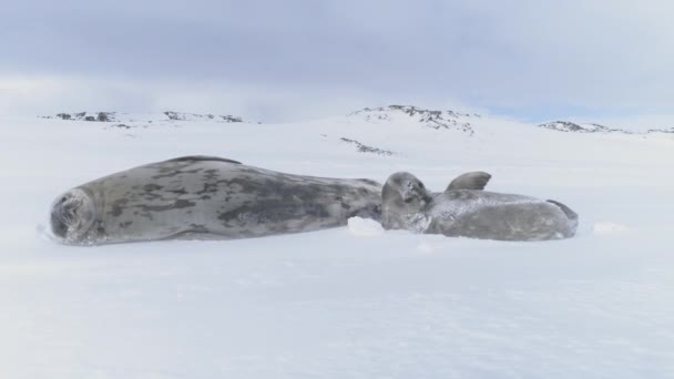 Roliga Vilda Djur Njuta Solljus Spela Snötäckta Landskap Antarktis Antarktis — Stockvideo