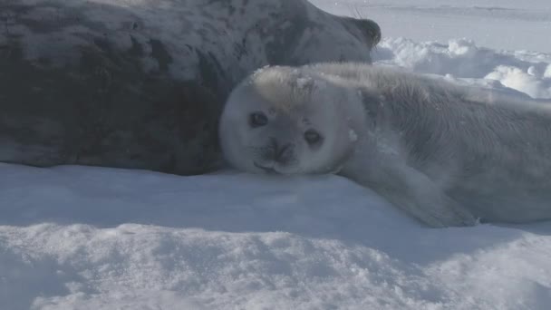 Antarctica Baby Adult Weddell Seal Maul Schließen Welpe Und Mutter — Stockvideo