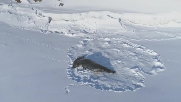 Weddell Seehund Und Sein Baby Nahaufnahme Des Niedlichen Gesichts Antarktis — Stockvideo
