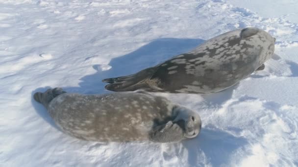 Weddellsälen Antarktis Baby Gäspa Solljus Valp Och Mor Vilda Arktiska — Stockvideo
