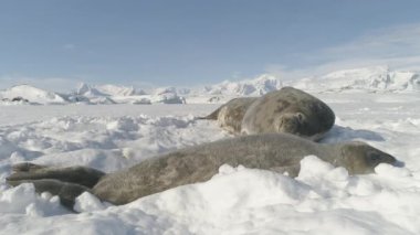 Antarktika yavru yetişkin fokların kar üzerinde yalan. Weddell yavru ve anne vahşi Arctic donmuş Antarktika üzerinde hayvan oyun kapalı yüzey buz. Kutup yaban hayatı aile bahar davranış yakın çekim çekim görüntüleri 4k Uhd
