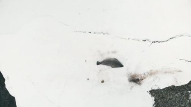 Antarktika Yengeç Yiyen Mühür Weddell Iceberg 'de dinleniyor. Güney Kutbu Buzul Bahar Eriyen Buz Uçağı Görünümü. Kıyı şeridinde Komik Kuzey Kutbu Hayvan Dansı 4K UHD