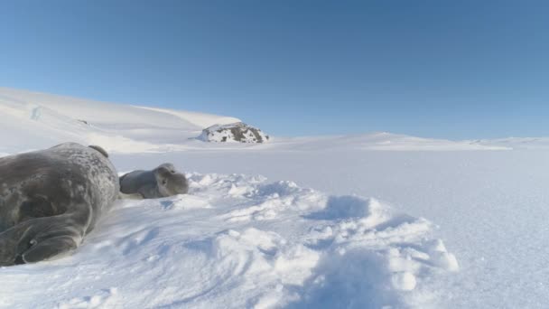 Beleza Antártica Com Adorável Bebê Weddell Sea Seal Close Bonito — Vídeo de Stock