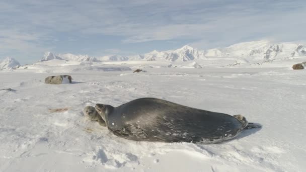 Close Baby Mather Weddell Seal Speel Antarctic Snow Volwassen Kind — Stockvideo