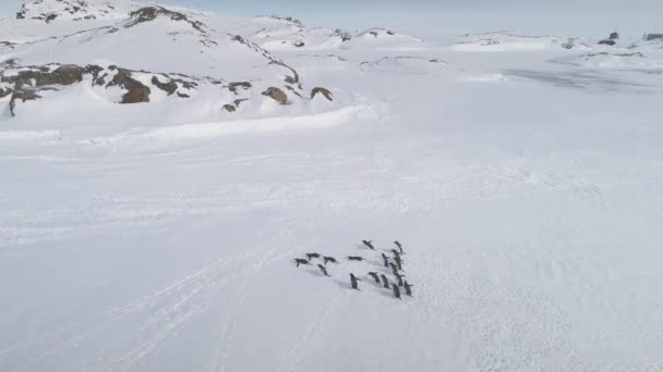 グループGentooペンギンラン南極凍結海洋空中追跡ビュー 雪に覆われた氷表面の極度の鳥は足跡を作ります 野生生物 ドローン フライト — ストック動画
