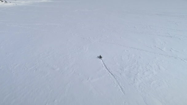 Gentoo Penguin Run Auf Antarctica Frozen Ocean Aerial Tracking View — Stockvideo
