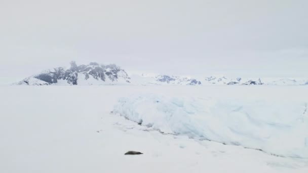 Weddell Robben Gruppe Lügen Aus Luft Zoomen Aussicht Arktische Krabbenkolonie — Stockvideo