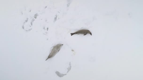 Weddell Ущільнення Сімейного Відпочинку Повітряних Зверху Вниз Подання Арктичних Колонії — стокове відео