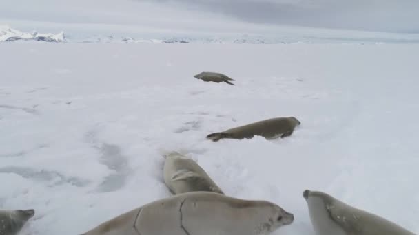 Antarctic Weddell Seal Baby Play Maulkorb Nahaufnahme Polar Crabeater Family — Stockvideo