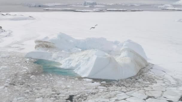 Gull Fly Antarktis Iceberg Flygfoto Ovanifrån Antarktis Winter Wildlife Bird — Stockvideo