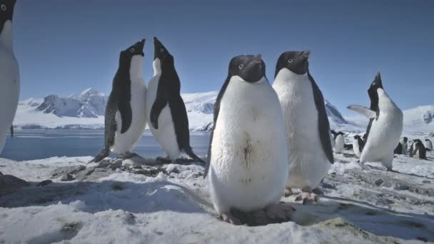 Antartico Coppia Pinguini Adelie Giocare Primo Piano Antartide Ocean Bird — Video Stock